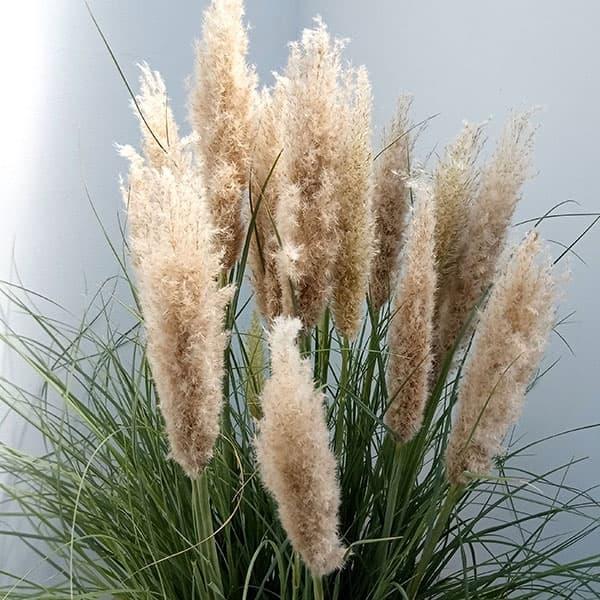 草花の苗 パンパスグラス タイニーパンパス8号鉢植え : 園芸ネット