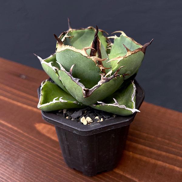 観葉植物 アガベ ジャガーノート 3号鉢植え : 園芸ネット - 通販