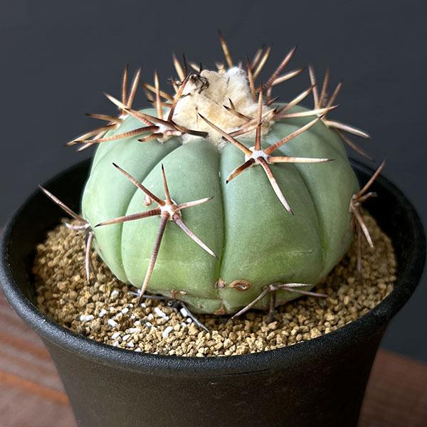 観葉植物/サボテン：エキノカクタス 太平丸3.5号鉢植え ザ