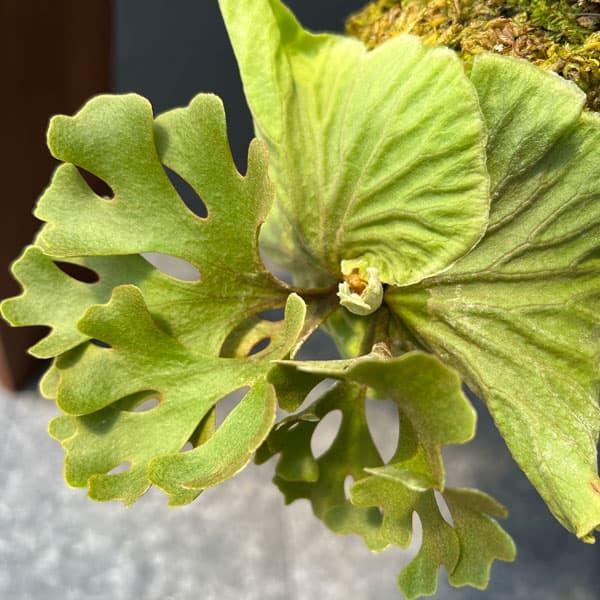 観葉植物 ビカクシダ（コウモリラン） リドレイドワーフシルバー