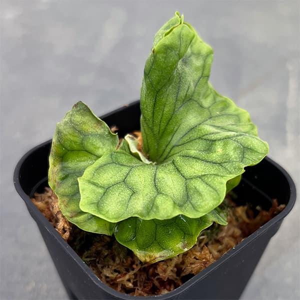 観葉植物 ビカクシダ（コウモリラン） ワンダエ ドワーフ 2.5号ポット