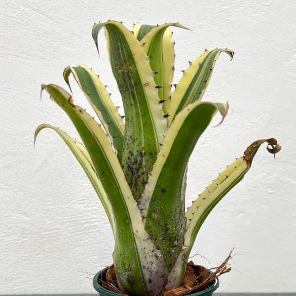 ★入荷から日数が経ったためセール価格となりました。商品の状態は画像と異なる場合があります。★白い覆輪斑が美しいタンクブロメリアのカーラー。ホヘンベルギアは、熱帯アメリカ原産で別名「ツツアナナス」とも呼ばれているパイナップル科の植物。着生種が...