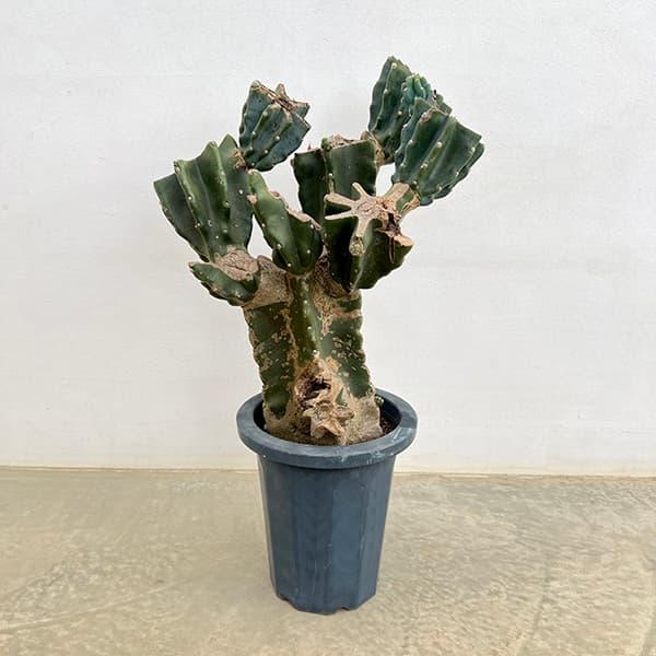 観葉植物/サマーセール サボテン：ハシラサボテンブランチ仕立て
