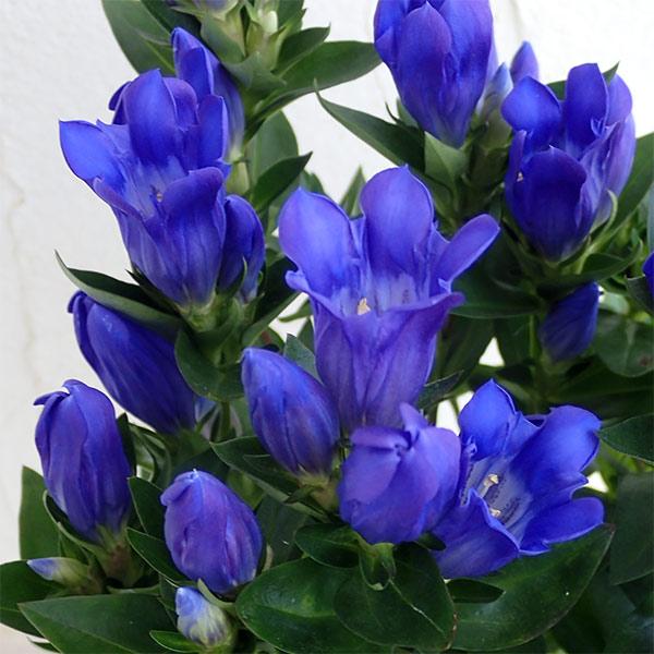 草花の苗 リンドウ 花巻銀河ブルー3.5号ポット