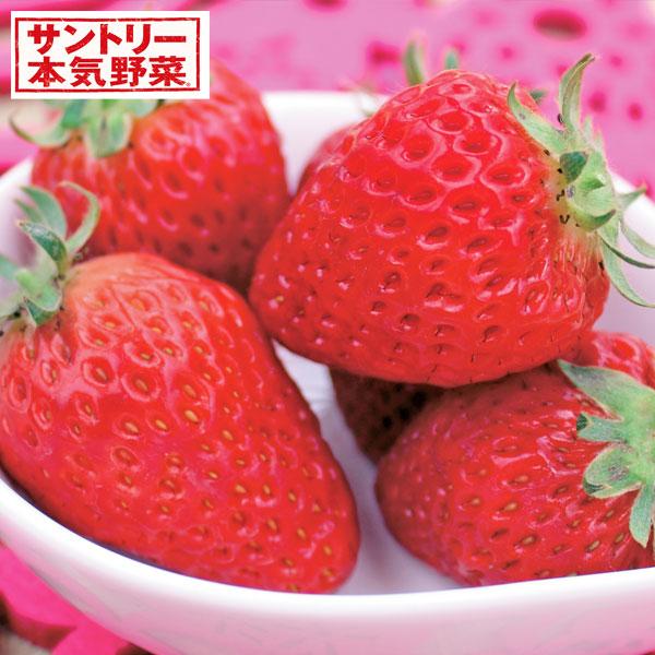 ★入荷から日数が経ったためセール価格となりました。商品の状態は画像と異なる場合があります。★春も秋も獲れる上質な甘さ、サントリーフラワーズの本気野菜シリーズのいちご、ドルチェベリーです。パティシエも納得の「上品な」甘さ。糖酸バランスが良く、...
