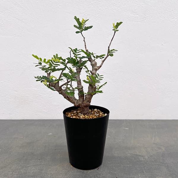 観葉植物 棚卸セール センナ メリディオナリス 3号25-12 : 園芸ネット