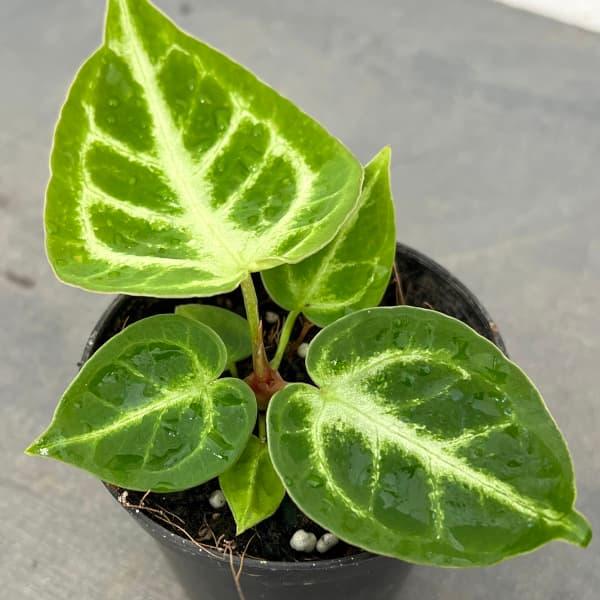 観葉植物/アンスリウム：ドラヤキ シルバーボール 2.5号ポット