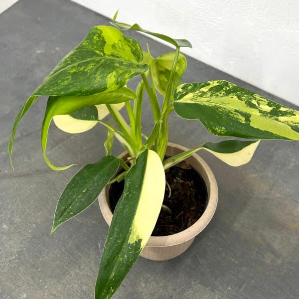 観葉植物 フィロデンドロン ドメスティカム（斑入り） 4号25-01 : 園芸