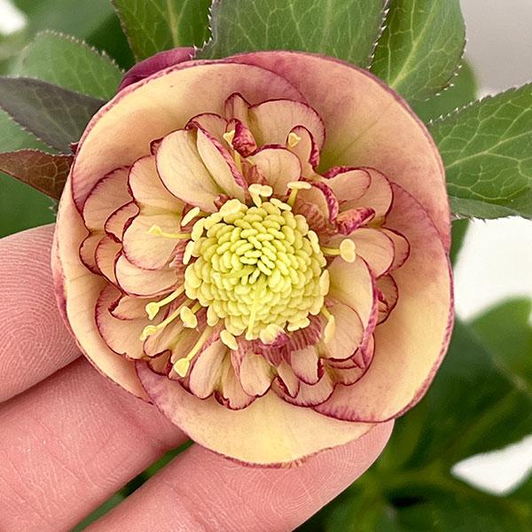 クリスマスローズ *サンセットオーケストラ4.5号ポット : 園芸ネット