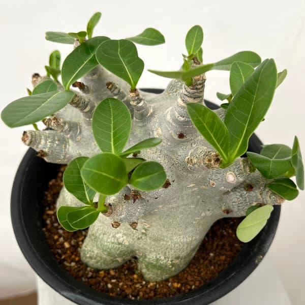 観葉植物 アデニウム スーパードワーフ 6号鉢植え25-03 : 園芸ネット