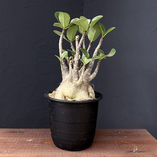 観葉植物/アデニウム ：アラビカム ブラックスキン 5号25-02 ザ