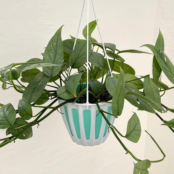 観葉植物 エピプレナム ピナツム セブブルー 5号吊り鉢 : 園芸ネット