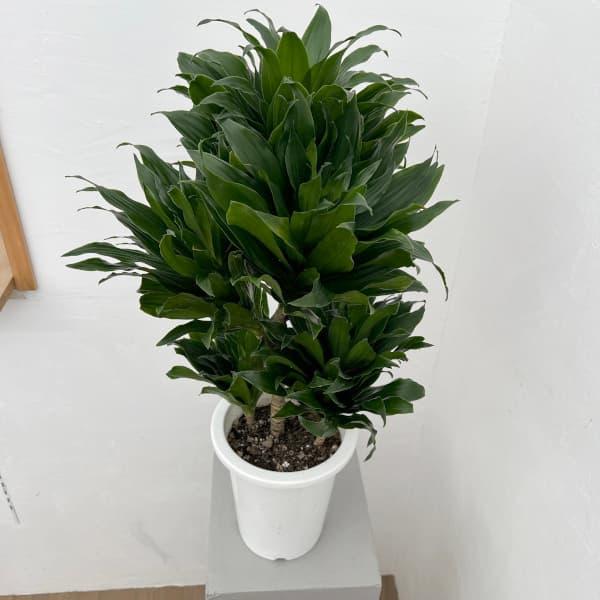 観葉植物 ドラセナ コンパクタ6号鉢植え : 園芸ネット - 通販 - Yahoo