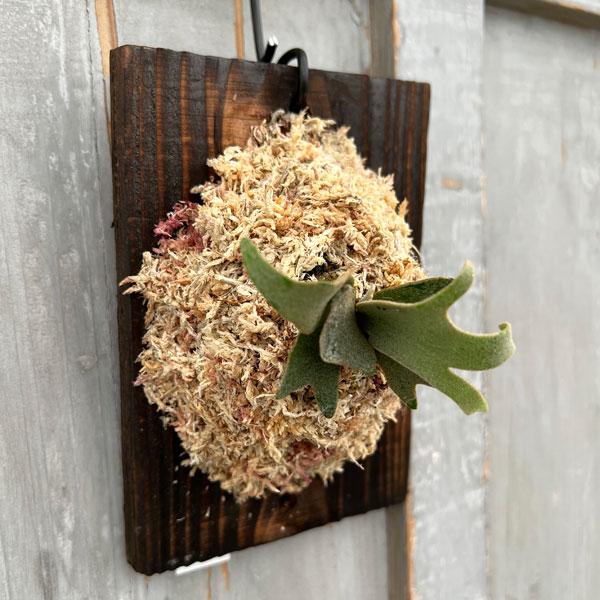 観葉植物/ビカクシダ（コウモリラン）：ウィリンキージェイド