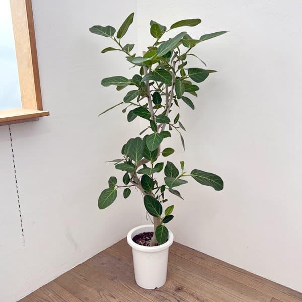 観葉植物/サマーセール フィカス：ベンガレンシス 8号25-03