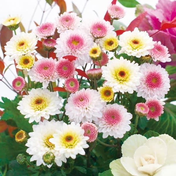 草花の苗 キク 冬咲きデュエットマム（菊の苗）乙女桜・おぼろ月3.5号