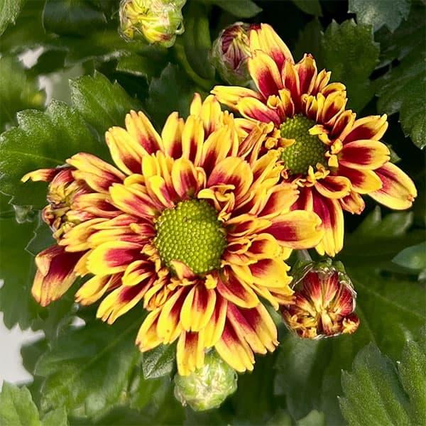 草花の苗 （わけあり特価）夏秋咲き電照菊（花付き菊苗） 昴（すばる）4号ポット