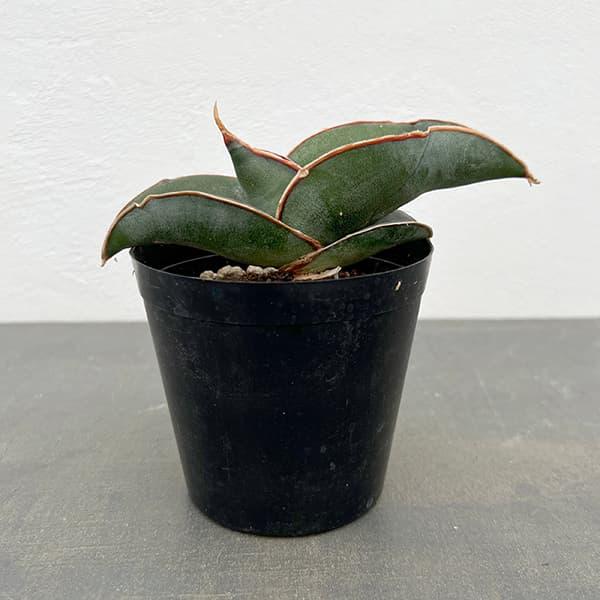 観葉植物 アーリーサマーセール サンセベリア エレンベルギー バナナ 3号ポット