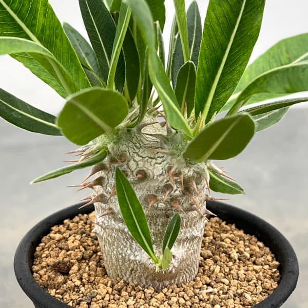 観葉植物/パキポディウム：ホロンベンセ (実生株) 2.5号鉢植え