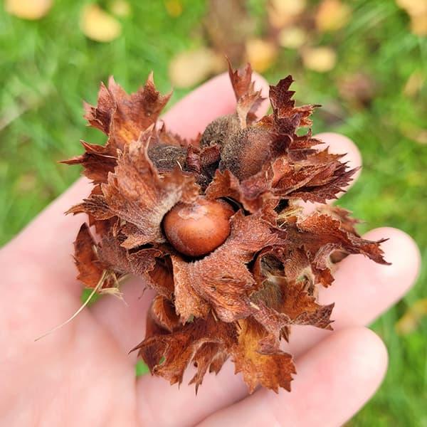 果樹の苗 ヘーゼルナッツ（西洋ハシバミ） 一才アメリカン
