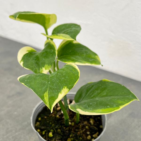 観葉植物 ポトス AWドリーム 3号ポット : 園芸ネット - 通販 - Yahoo