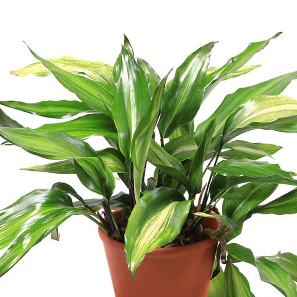 ★入荷から日数が経ったためセール価格となりました。商品の状態は画像と異なる場合があります。★ハランは古くから日本庭園の手水鉢のわきなどに植えられているユリ科の宿根草で、つやのある広い葉を持っています。葉を切って料理の添えなどにも日常的に用い...