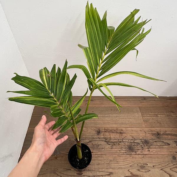 観葉植物 ヤシ マニラパーム（マニラヤシ）斑入り 5号ポット25-03 ザ