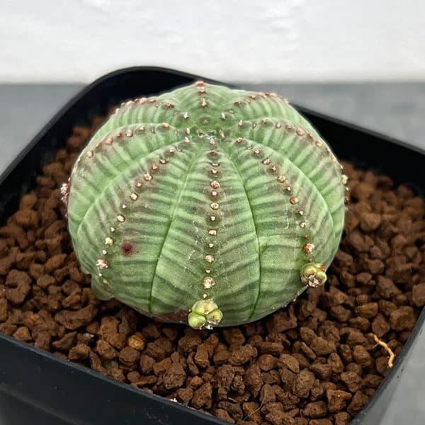 観葉植物 ユーフォルビア オベサ 子吹きシンメトリカ 2.5号鉢植え