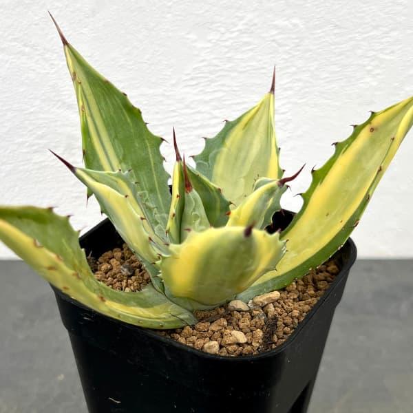 観葉植物/アガベ：イシスメンシス 楊貴妃（ようきひ） 3号鉢植え