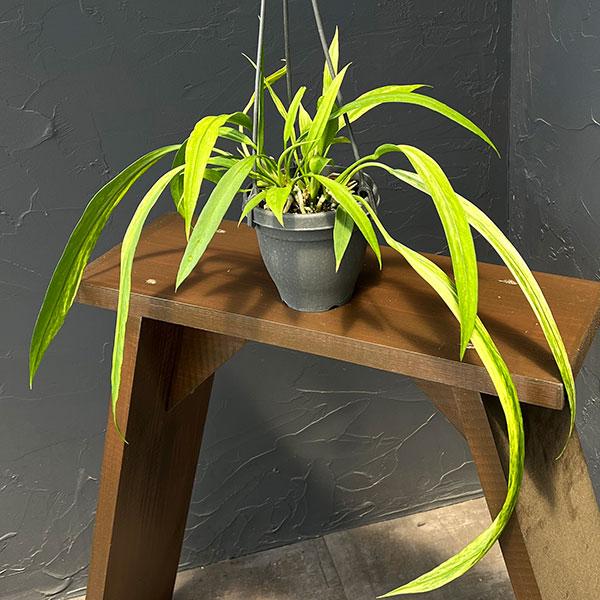 観葉植物 アンスリウム ビッタリフォリウム バリエガータ（斑入り）4号