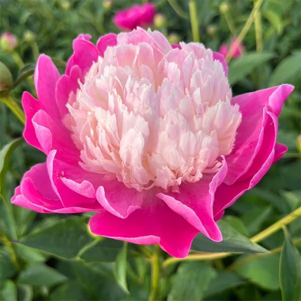 草花の苗 （わけあり特価）シャクヤク（インターセクショナル