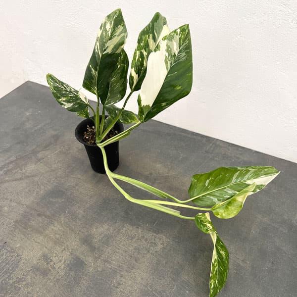 観葉植物 モンステラ レクレリアナ バリエガータ 3号鉢植え : 園芸