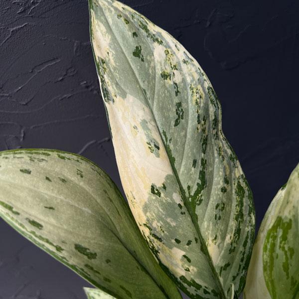 観葉植物 アグラオネマ シルバークイーン バリエガータ 4号ポット ザ