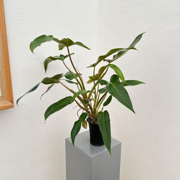 フィロデンドロンメキシカナム フィロデンドロンメキシカナム Philodendron mexicanum｜Yahoo