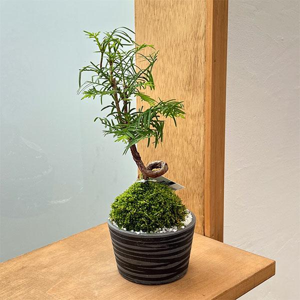 ★入荷から日数が経ったためセール価格となりました。商品の状態は画像と異なる場合があります。★★冬季は落葉した状態です★樹高わずか20cm程度の小宇宙。メタセコイアを使ったコケ玉盆栽です。メタセコイアはスギに似た狭円錐形の樹形となる美しい落葉...