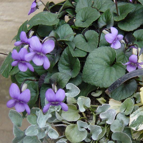 草花の苗 宿根ビオラ 黒葉ビオラ3 3 5号ポット2株セット Buyee 日本代购平台 产品购物网站大全 Buyee一站式代购 Bot Online