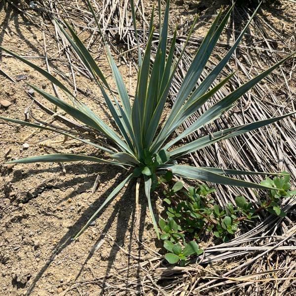 観葉植物 ユッカ ロストラータ草丈30〜40cm根巻き : 園芸ネット - 通販