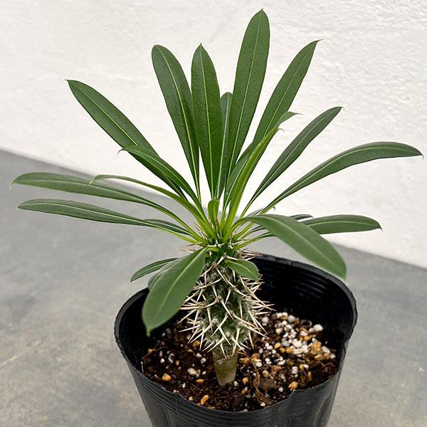 【観葉植物】パキポディウム・ラメリー受皿付 観葉植物 パキポディウム ラメリー3.5号ポット* : 園芸ネット - 通販