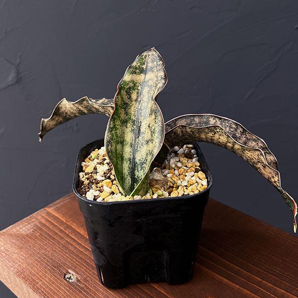 サンスベリア・キルキーコパトーン・希少品種・レア植物 希少品種・サンスベリア】キルキーコパトーン シルバー