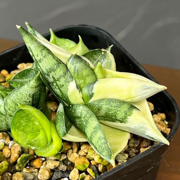 観葉植物 サンセベリア ボンセレンシスドワーフ ホワイトバリエガータ