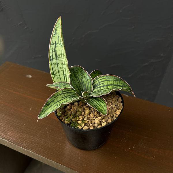 観葉植物 サンセベリア クレオパトラ 3号ポット