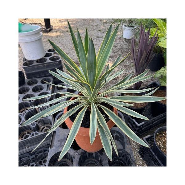 観葉植物 ユッカ グロリオサ バリエガータ（斑入り） 8号鉢植え : 園芸