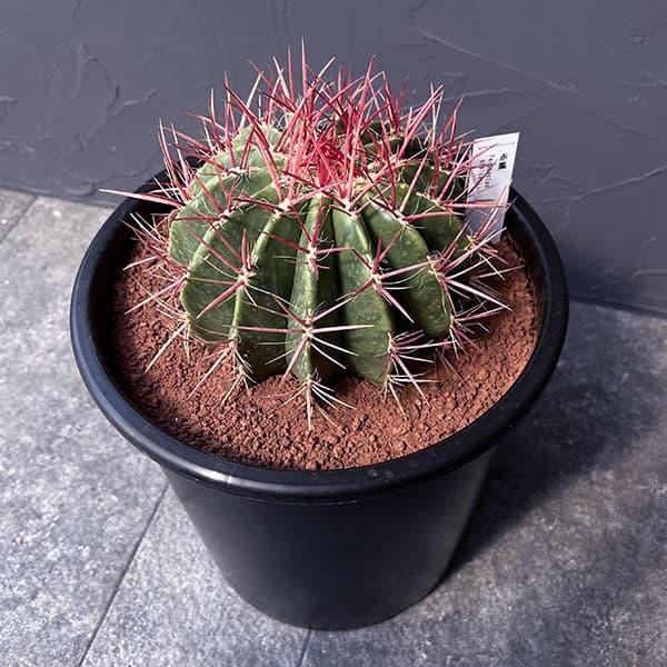 観葉植物 フェロカクタス 赤鳳 8号鉢植え : 園芸ネット - 通販 - Yahoo