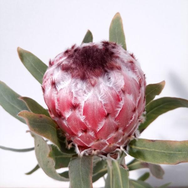 希少 プロテア メイデイ 7号 鉢植え 苗 オージー ネイティブ プランツ 花木 庭木の苗/（わけあり特価）プロテア：メイデイ 7号鉢植え25