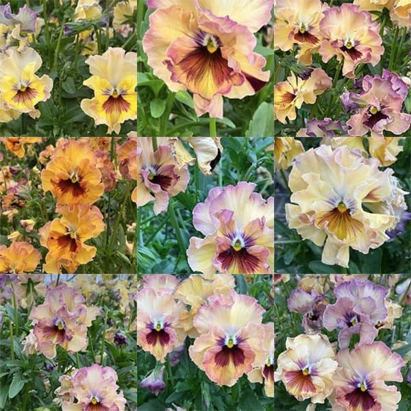 草花の苗 パンジー フェデネージュ モネ 積みわら3-3.5号ポット : 園芸