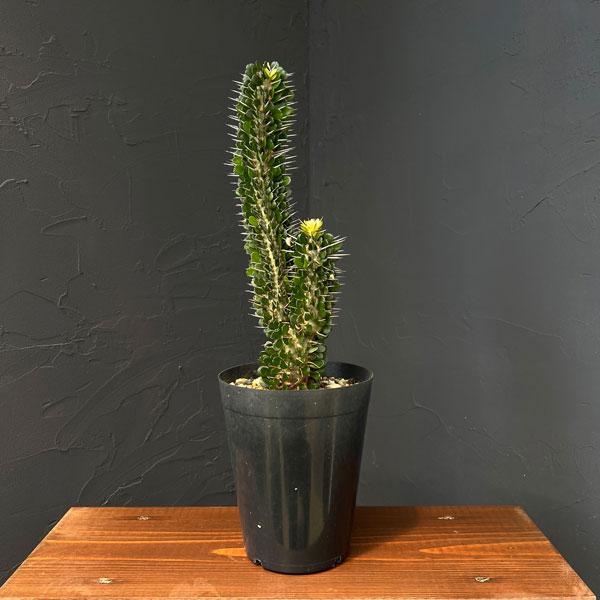 アローディア モンタグナッキー5号硬質ポットの魅力と育て方