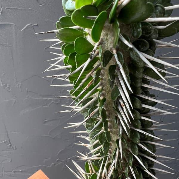 アローディアモンタグナッキー5号の魅力と育て方