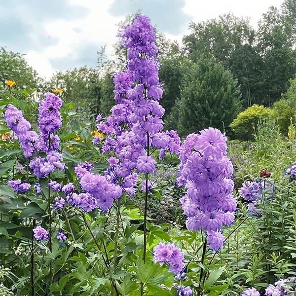草花の苗 デルフィニウム パープルサプライズ4号ポット : 園芸ネット