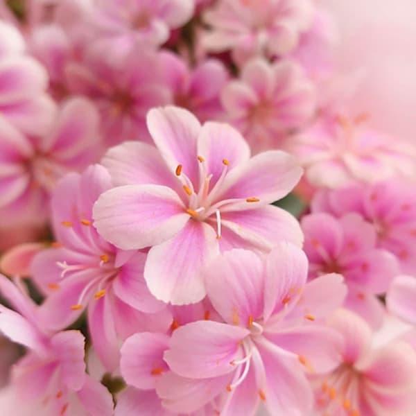 ★入荷から日数が経ったためセール価格となりました。商品の状態は画像と異なる場合があります。★秋から春に楽しむ愛らしい花、レウイシア。北米のロッキー山脈に自生する多年草から作られた園芸種です。カラフルな花を繰り返し沢山咲かせます。レウイシアの...