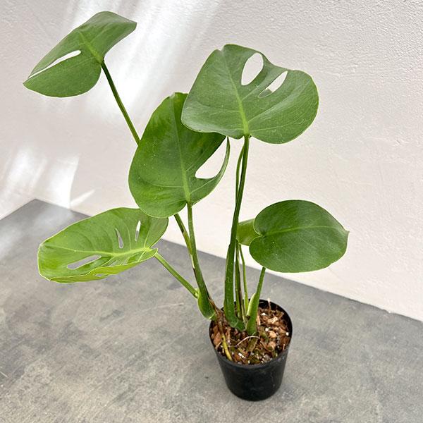 観葉植物 モンステラ デリシオサ コンパクタ（TC苗） 3号ポット